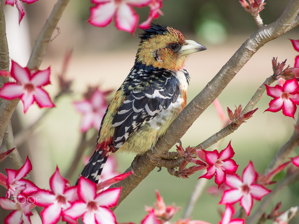 Olympus PEN E-PL5 sample photo. Crested barbet in satara camp, kruger national park photography