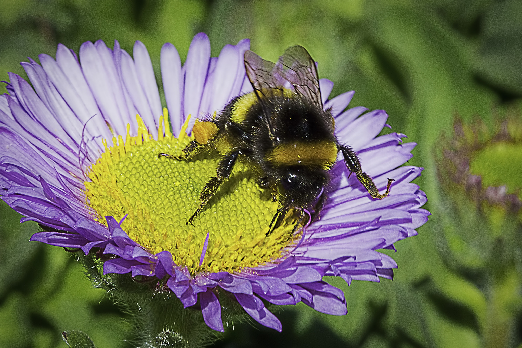Canon EF 100mm F2.8 Macro USM sample photo. Bumblebee on a michaelmas daisy photography