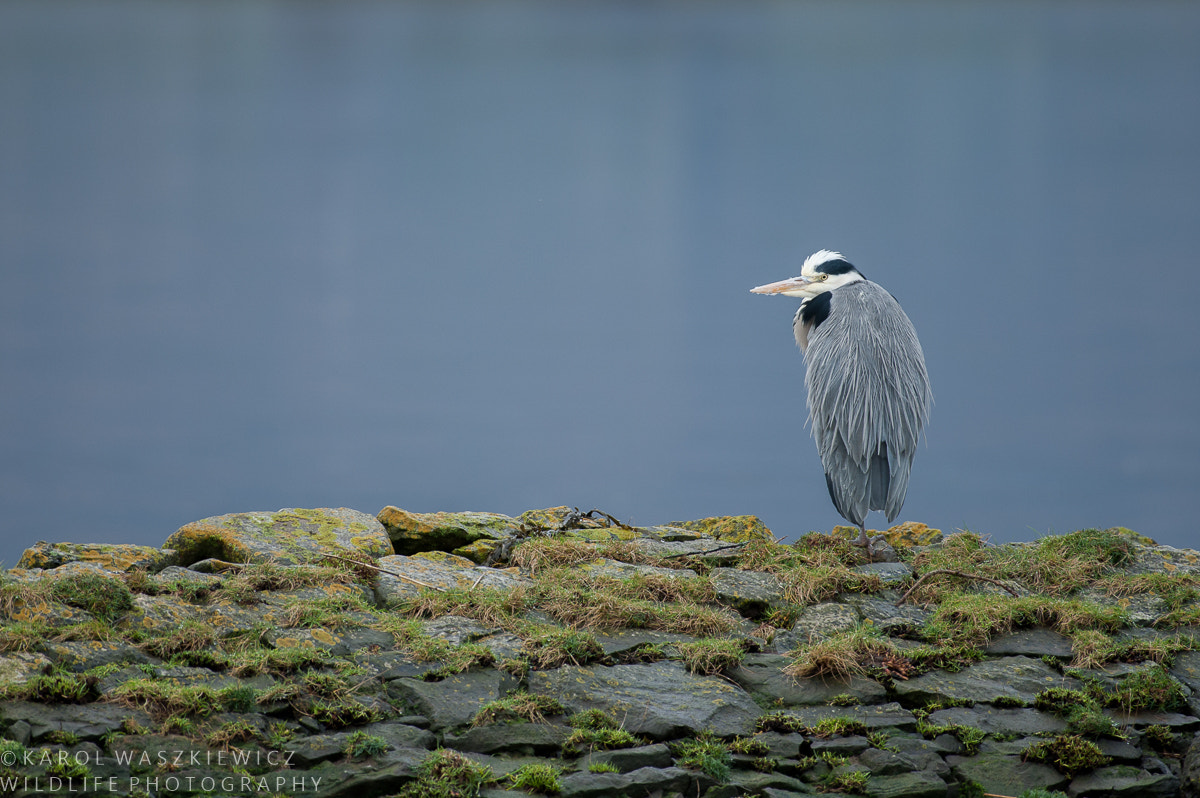 Nikon D3 sample photo. Grumpy heron photography