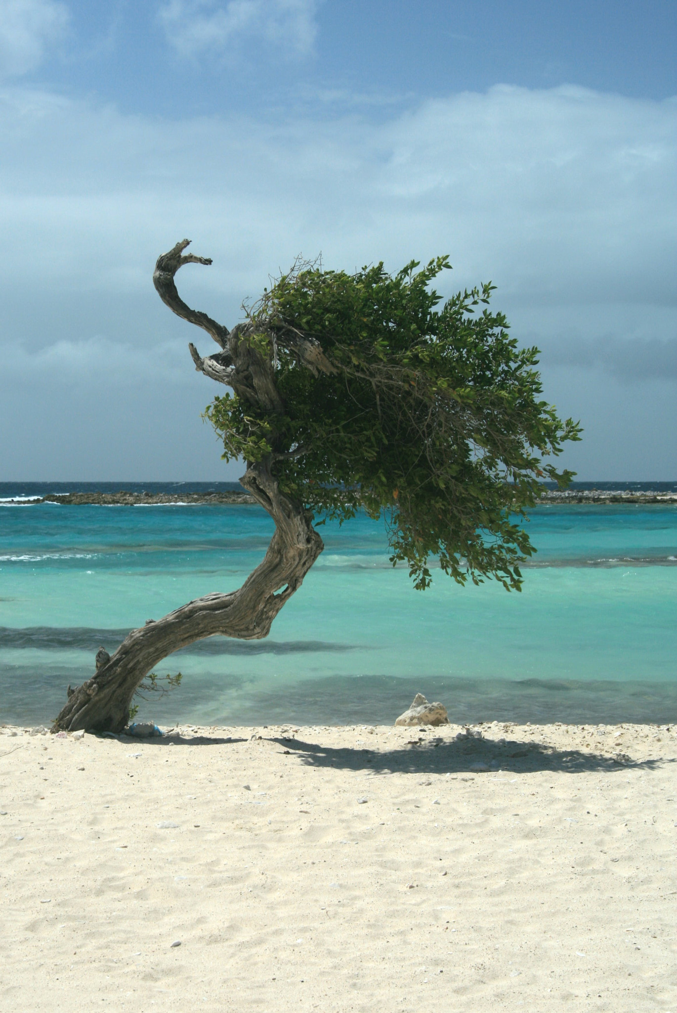 Canon EF-S 18-55mm f/3.5-5.6 USM sample photo. Aruba divi divi tree photography