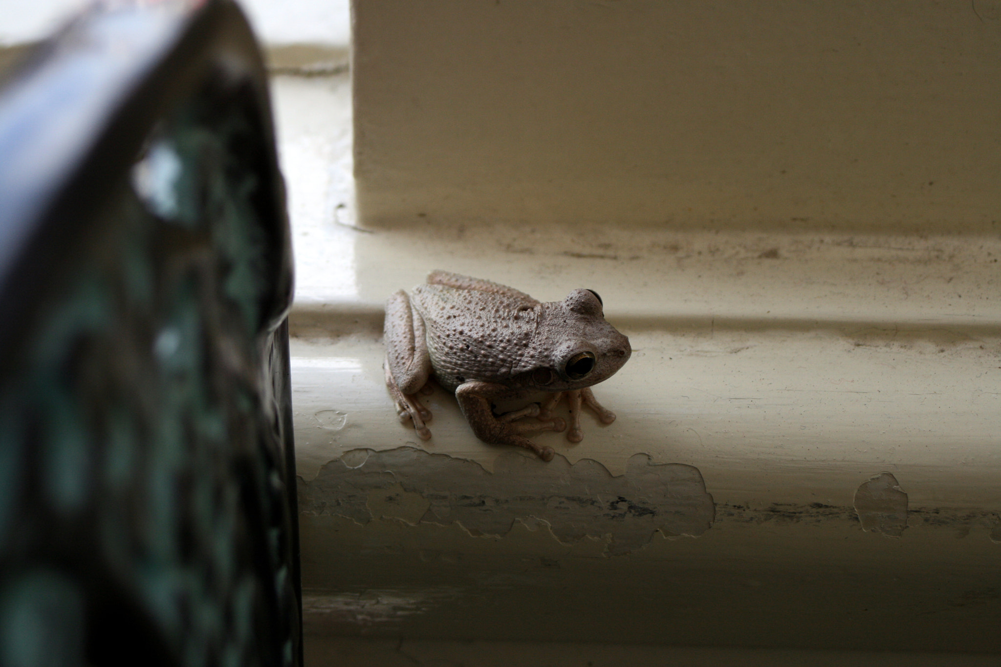 Canon EF 28-80mm f/3.5-5.6 USM IV sample photo. Frog photography