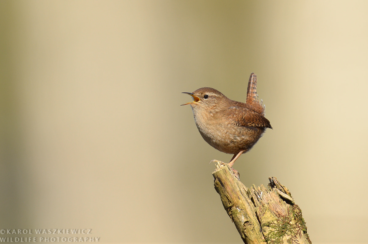 Nikon D7000 + Nikon AF-S Nikkor 600mm F4G ED VR sample photo. Wren song photography
