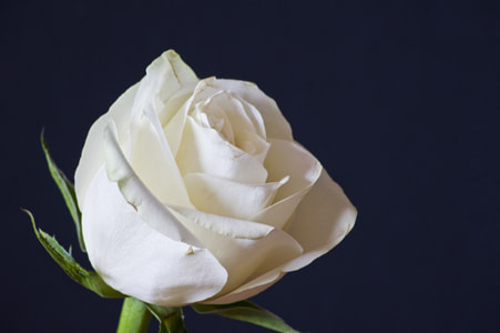 Sony Alpha DSLR-A450 sample photo. White rose photography
