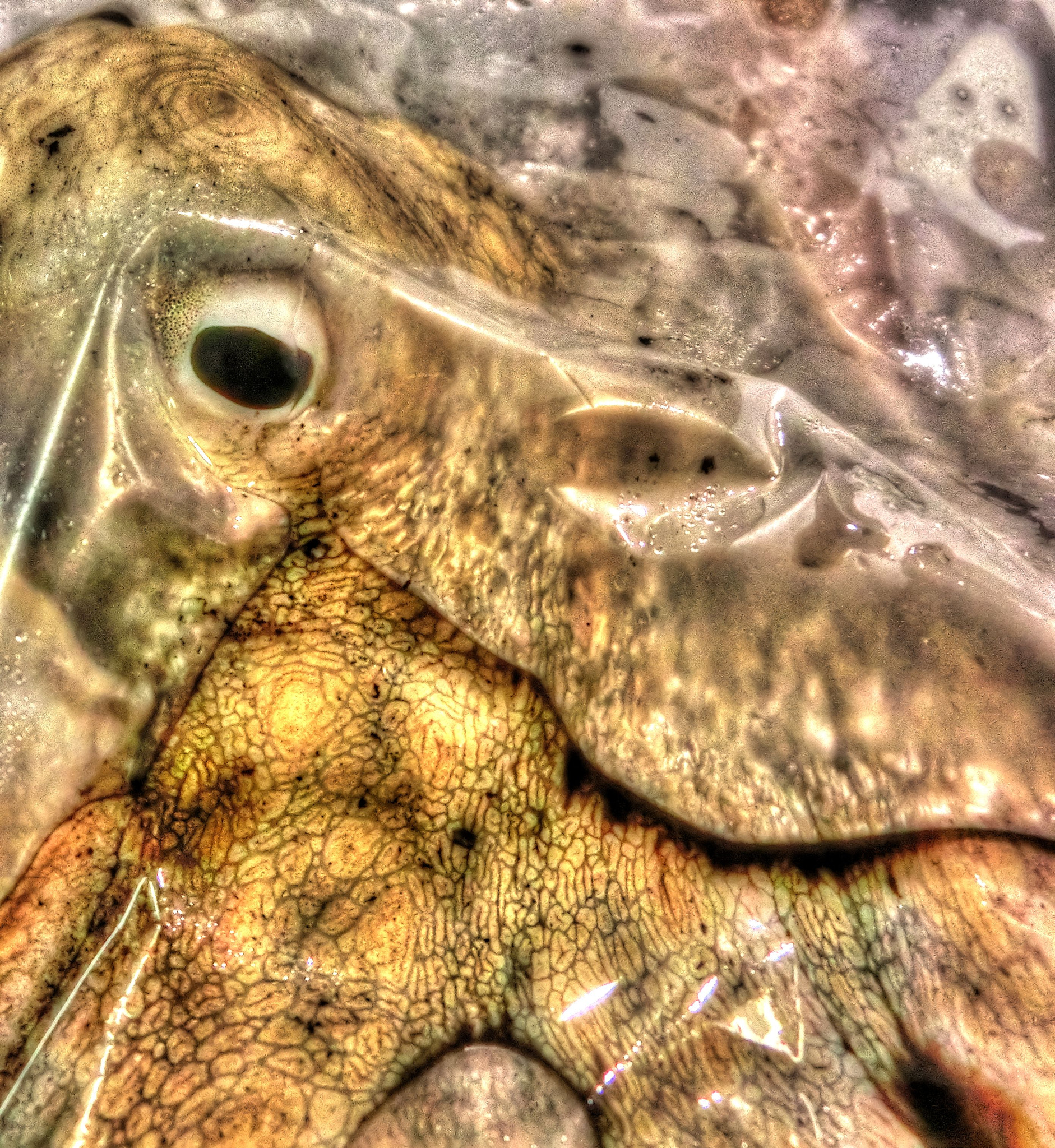 CASIO EX-ZR200 sample photo. Octopus photography