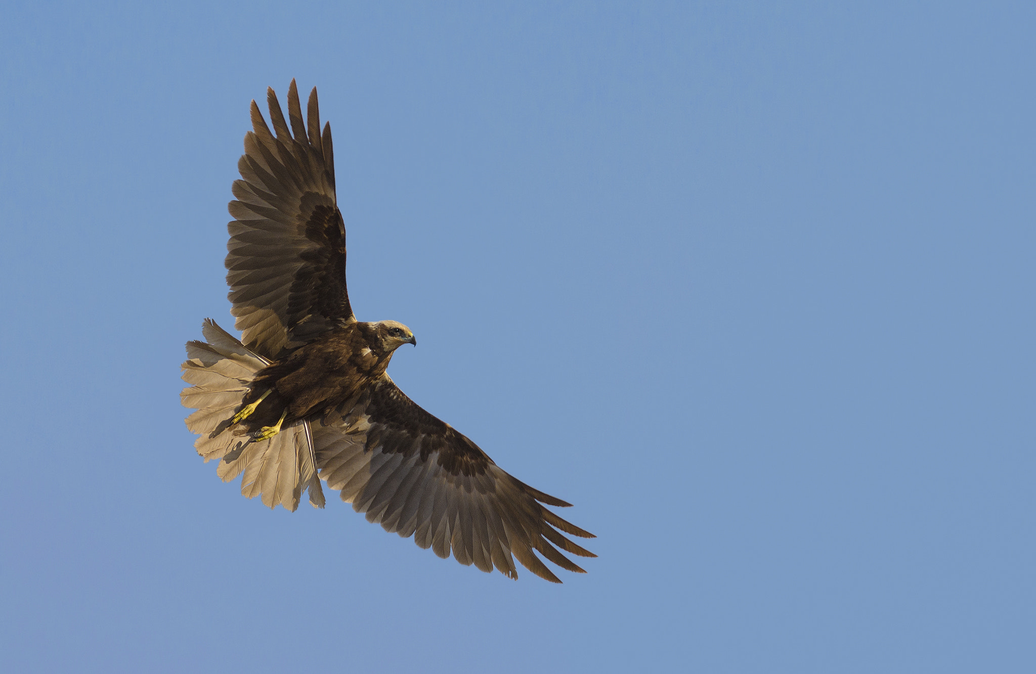 Nikon AF-S Nikkor 300mm F2.8G ED-IF VR sample photo. Marsh harrier photography