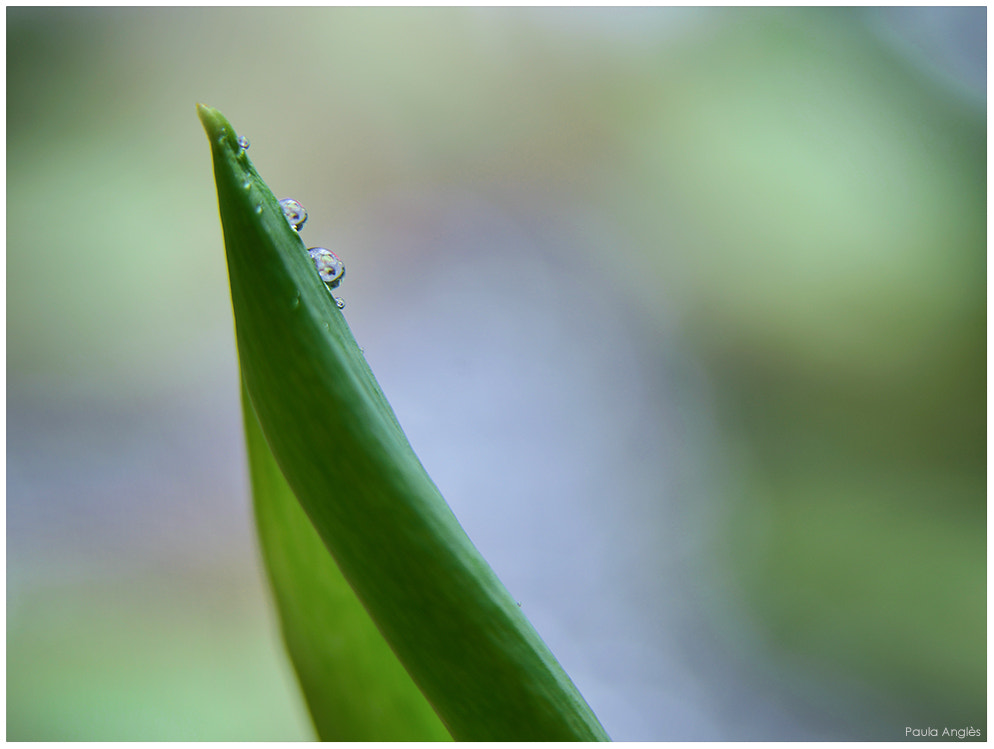 Sony a99 II + 90mm F2.8 Macro SSM sample photo. Simplicity photography