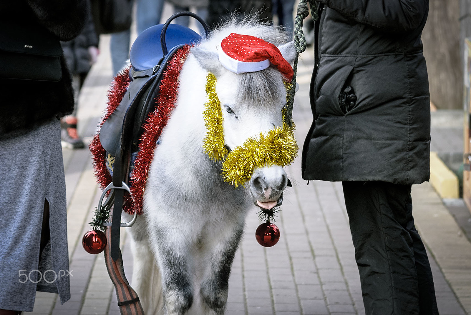 AF Zoom-Nikkor 35-135mm f/3.5-4.5 N sample photo. Small christmas horse photography