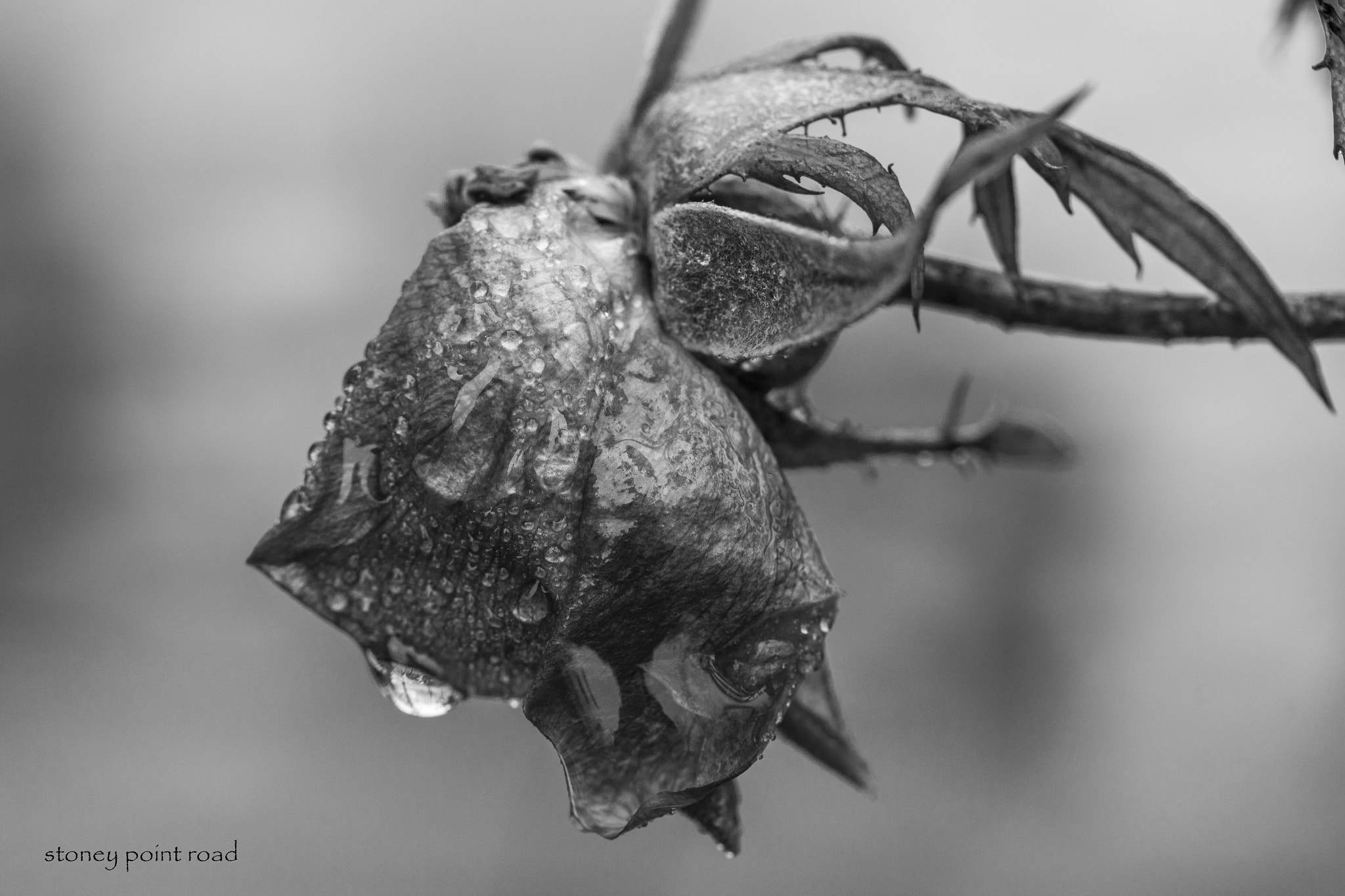 Canon EF-S 60mm F2.8 Macro USM sample photo. Frozen in time photography