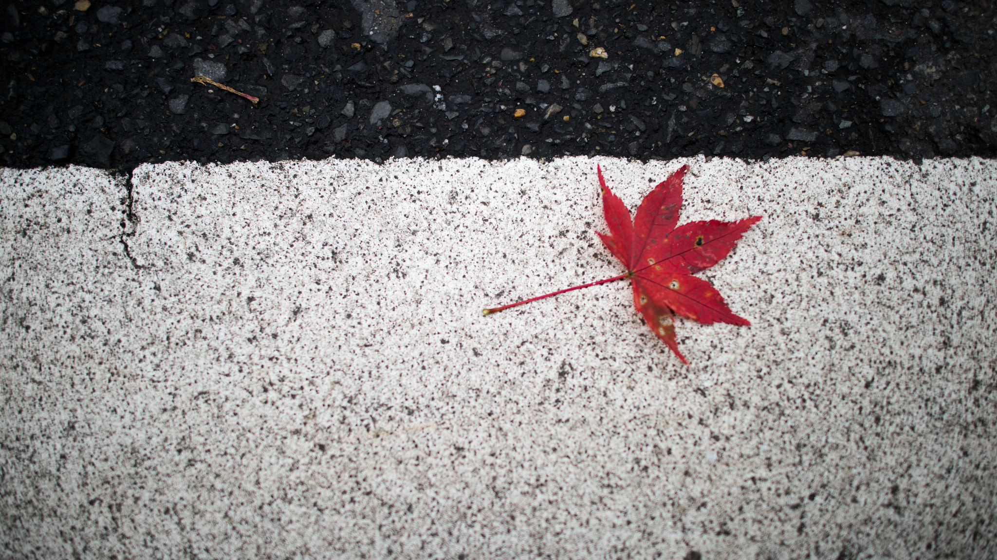 Nikon Df + Nikon AF-S Nikkor 24mm F1.4G ED sample photo. Maple leaf on the road photography