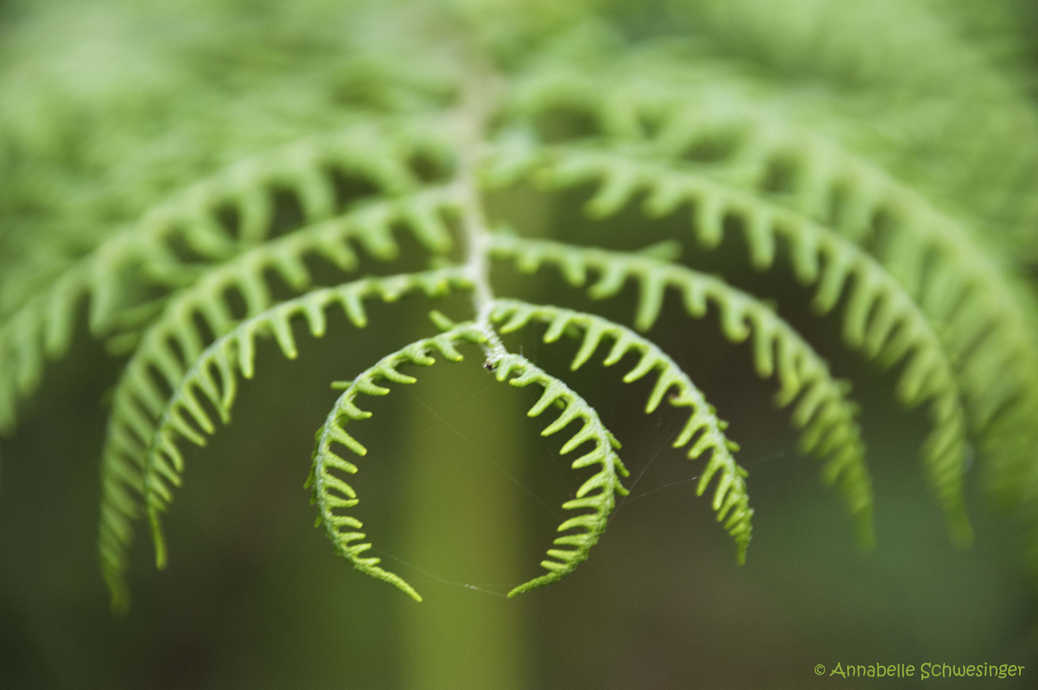 Sigma 18-250mm F3.5-6.3 DC Macro OS HSM sample photo. Green dream photography