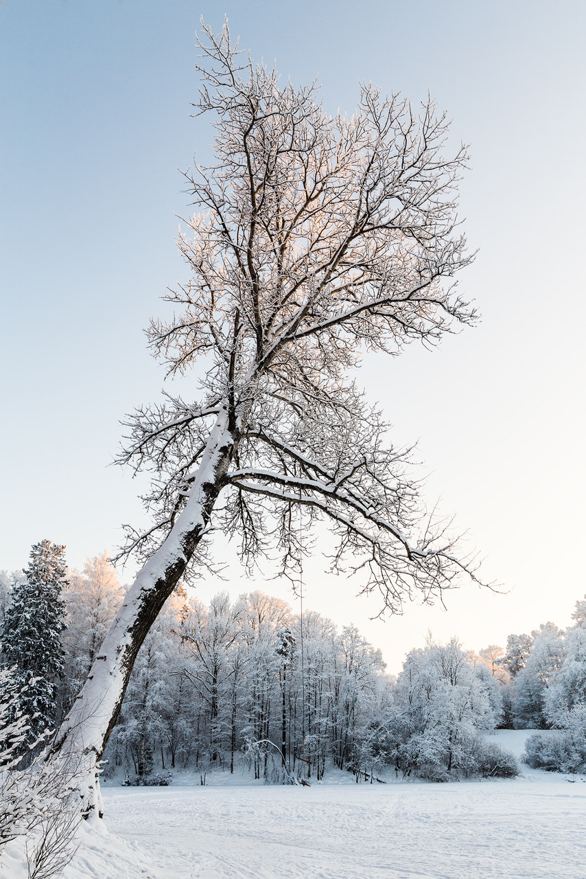 Sigma 28mm f/1.8 DG Macro EX sample photo. Lonely winter tree photography