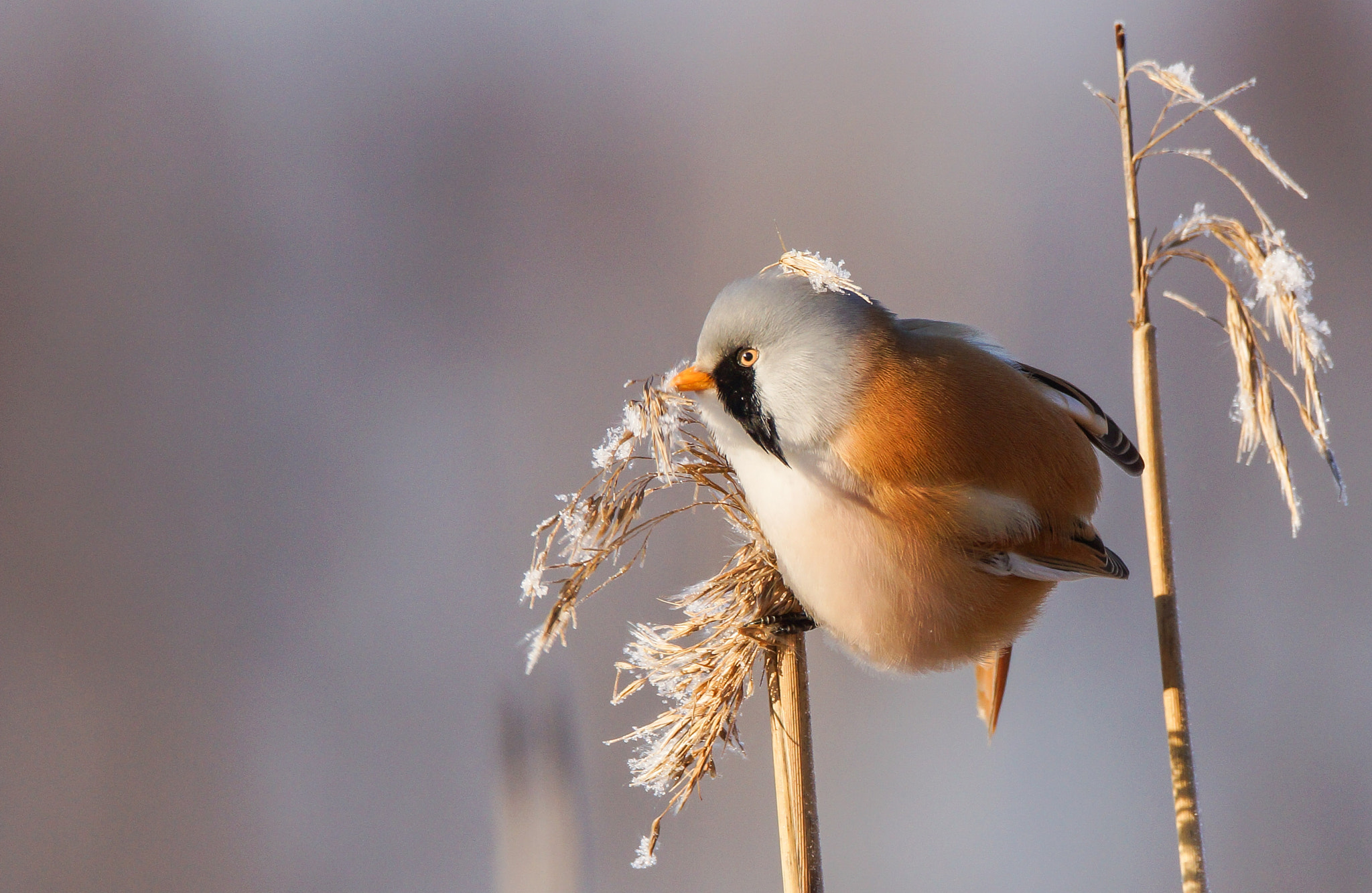 Sony SLT-A65 (SLT-A65V) + Tamron SP 150-600mm F5-6.3 Di VC USD sample photo. Bearded reedling male photography