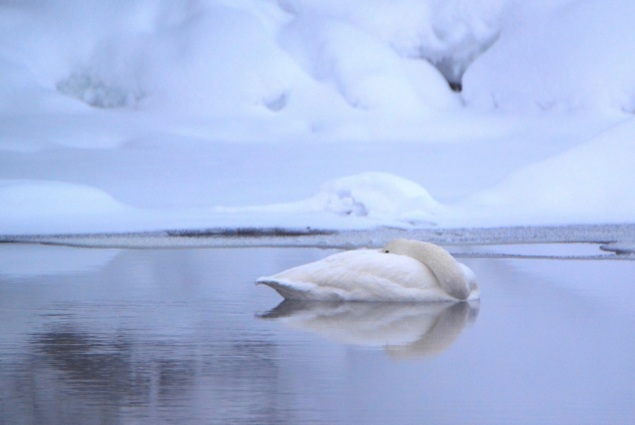 Nikon D3100 + Tamron SP 150-600mm F5-6.3 Di VC USD sample photo. Sleeping swan in a cold weather photography