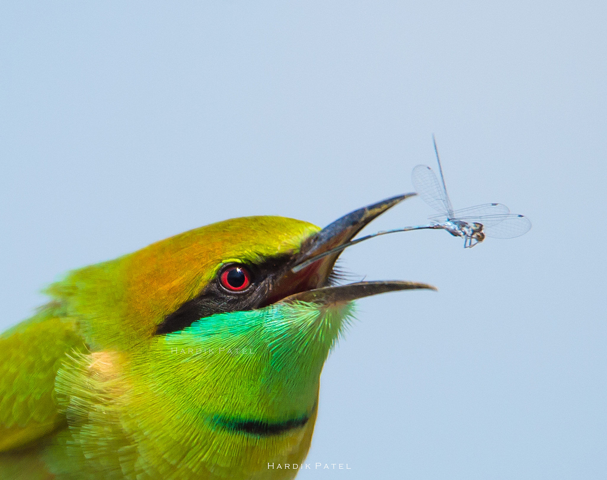 Nikon D4S sample photo. The catch photography
