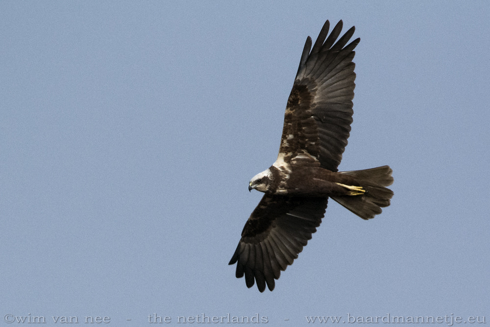 Nikon D7100 + Sigma 500mm F4.5 EX DG HSM sample photo. Marsh harrier on patrol photography