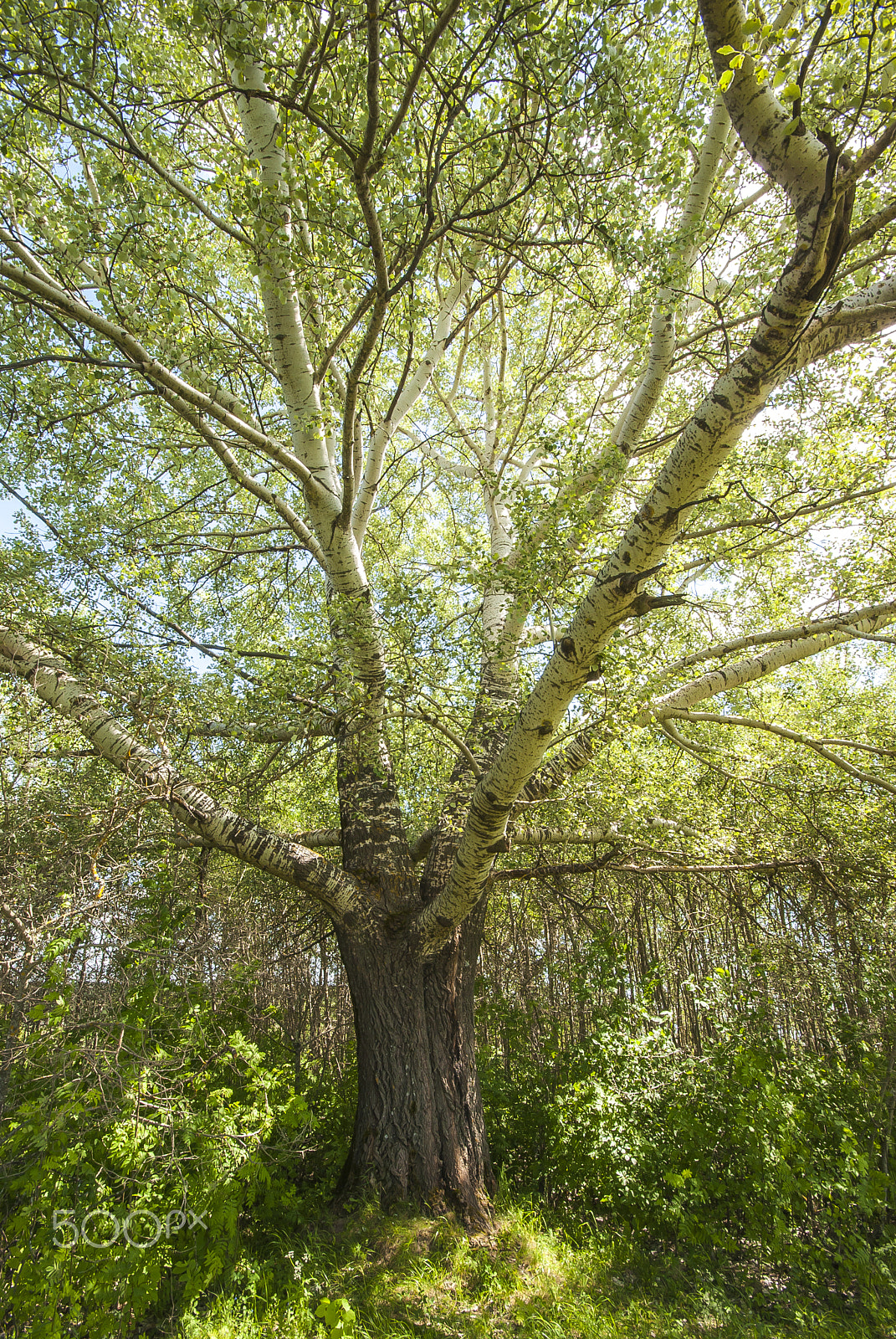 Pentax K10D sample photo. *** photography