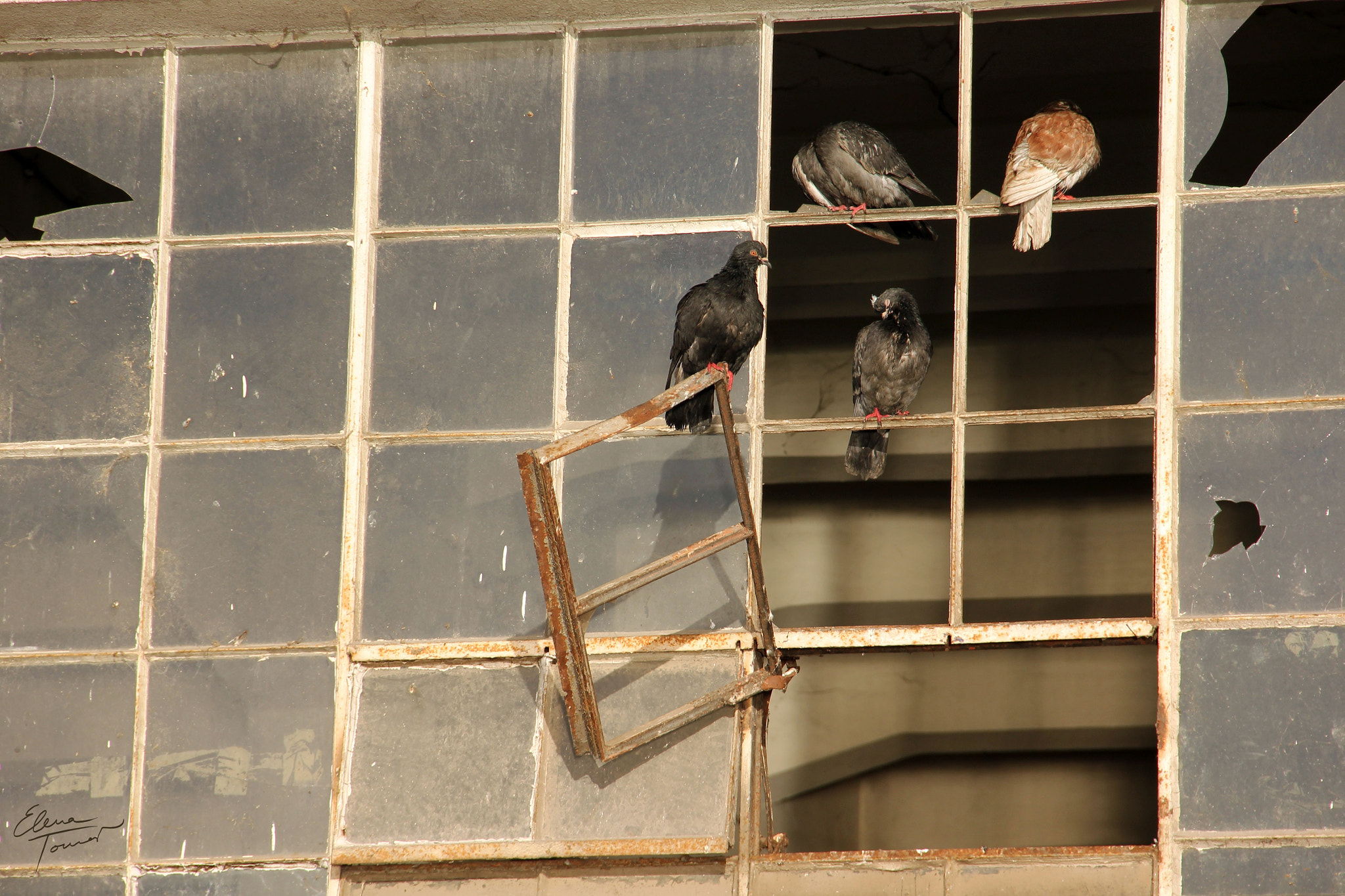 Canon EOS 550D (EOS Rebel T2i / EOS Kiss X4) sample photo. Broken window photography