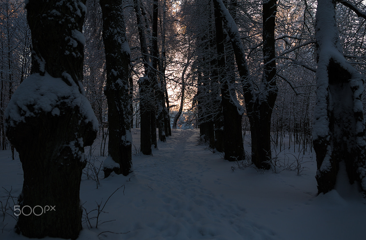 Canon EOS 6D + Sigma 28mm f/1.8 DG Macro EX sample photo. Lonely winter alley photography
