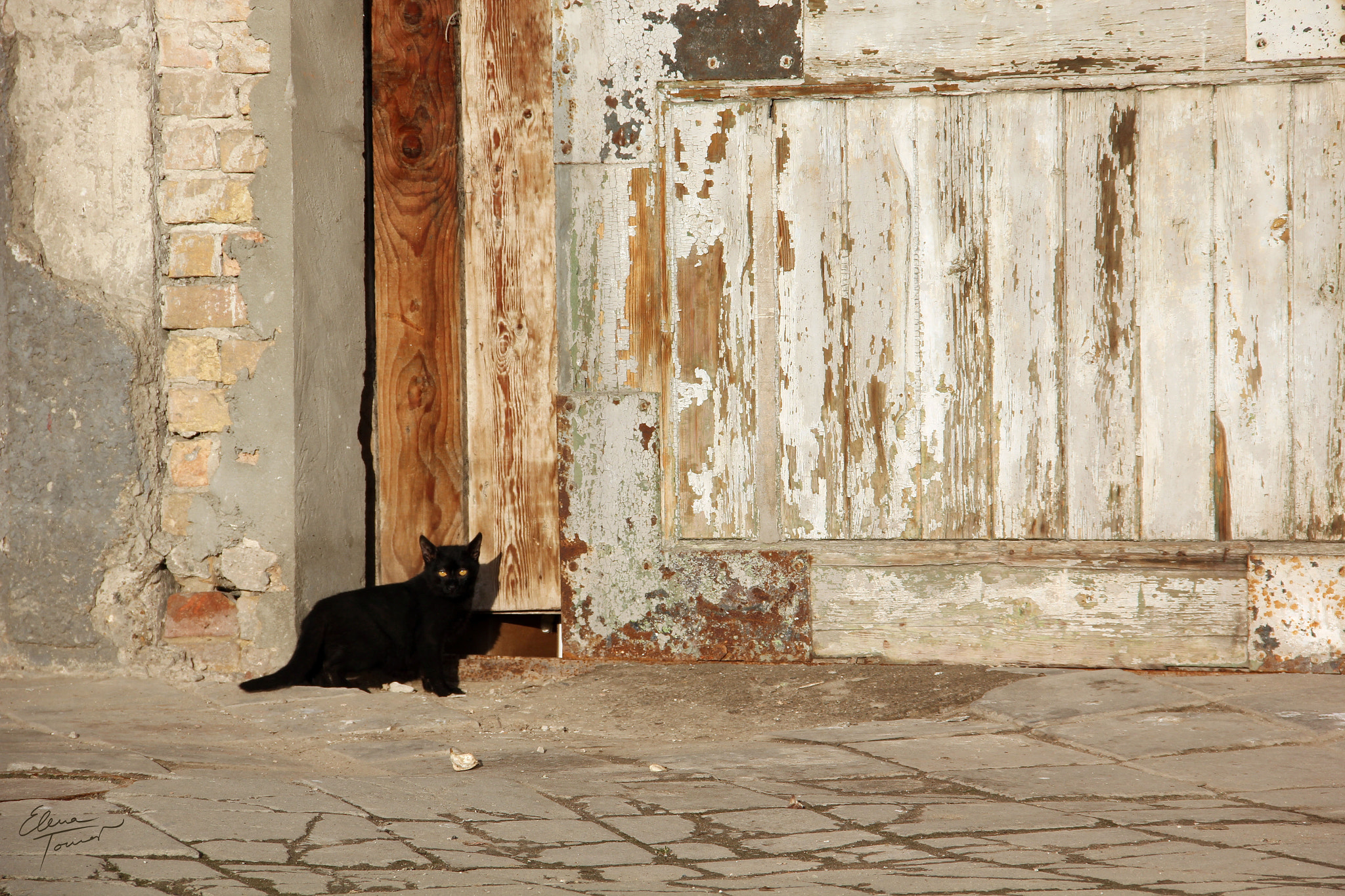 Canon EOS 550D (EOS Rebel T2i / EOS Kiss X4) sample photo. Black cat photography