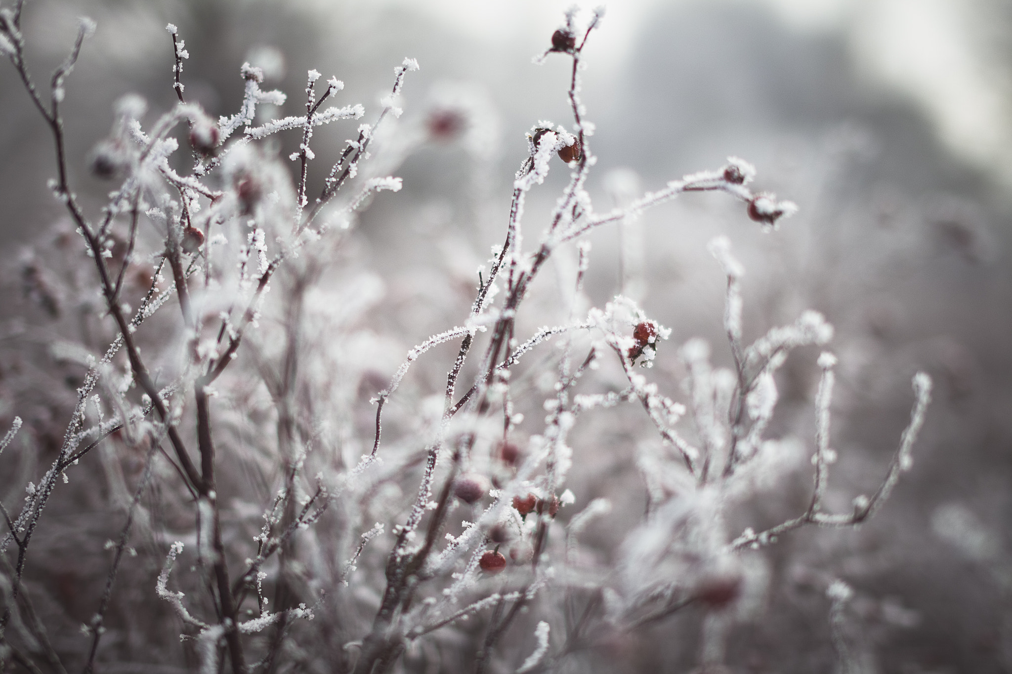 Sigma 50mm F1.4 EX DG HSM sample photo. Winter photography