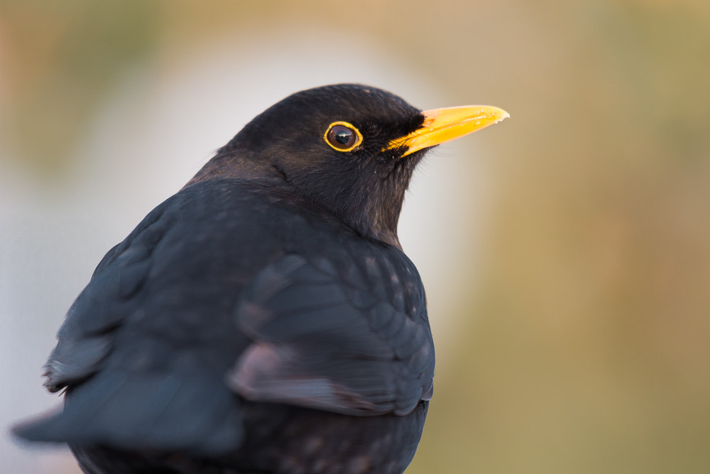 Nikon D7200 + Nikon AF-S Nikkor 500mm F4G ED VR sample photo. Amsel photography