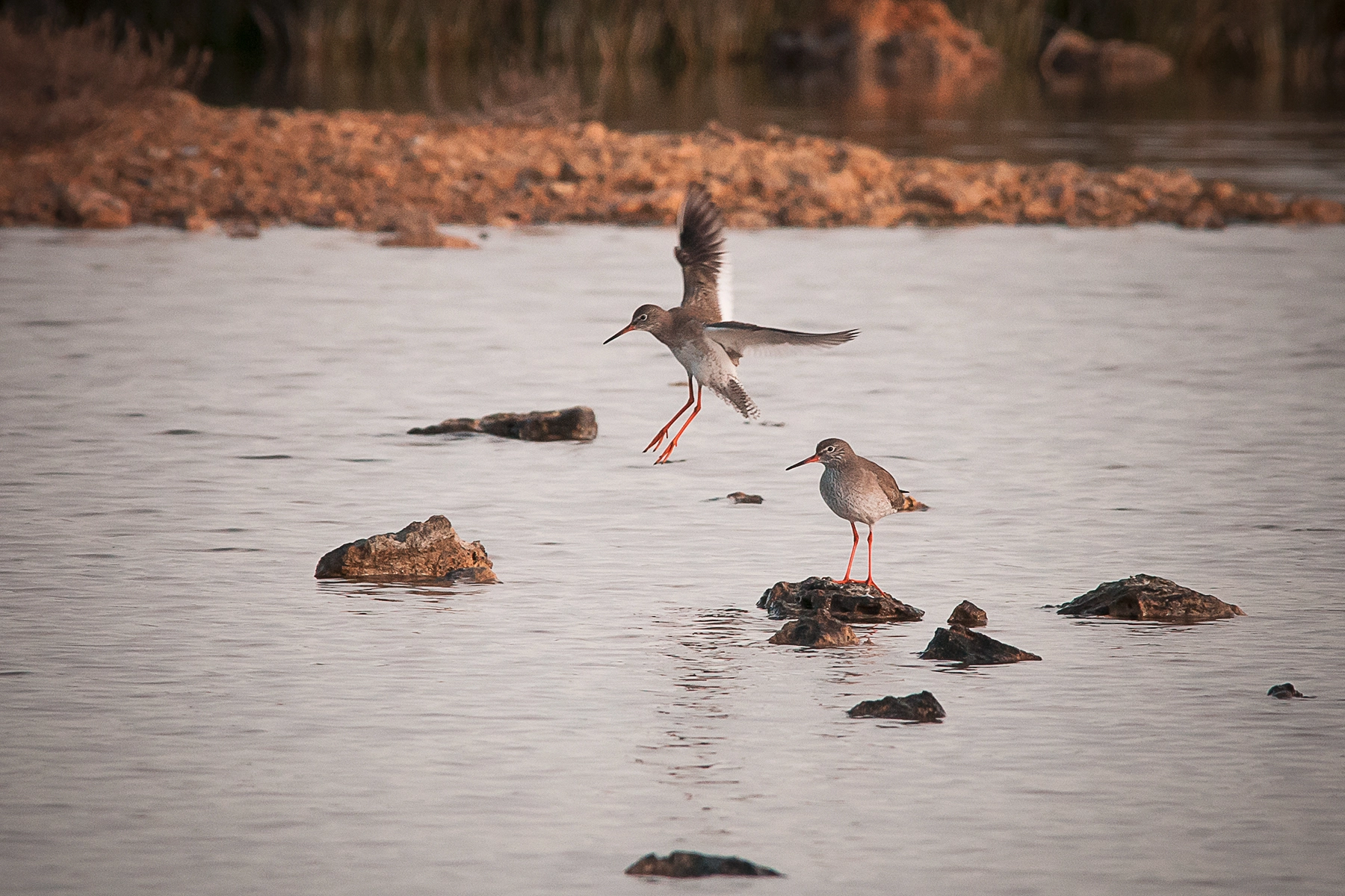 Sigma 150-500mm F5-6.3 DG OS HSM sample photo. Gtf_5224.jpg photography