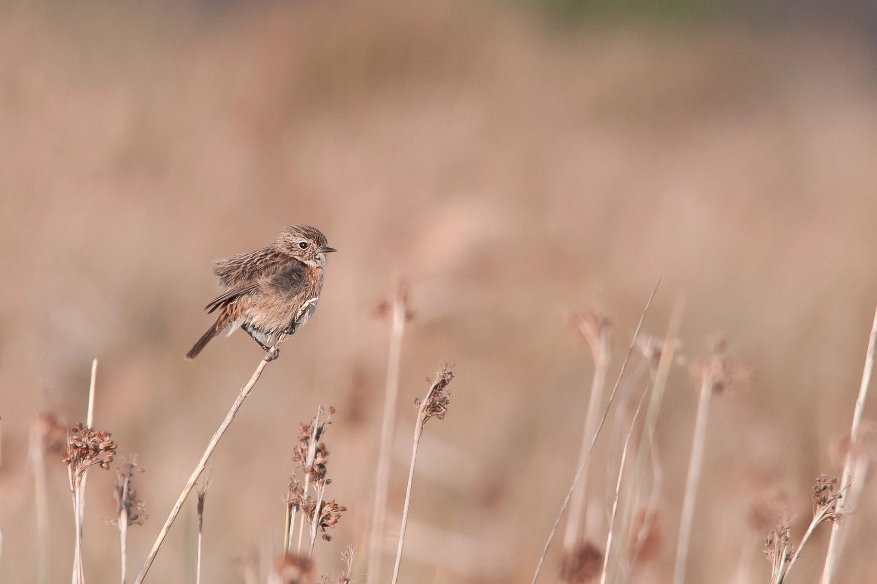 Sigma 150-500mm F5-6.3 DG OS HSM sample photo. Gtf_5275.jpg photography