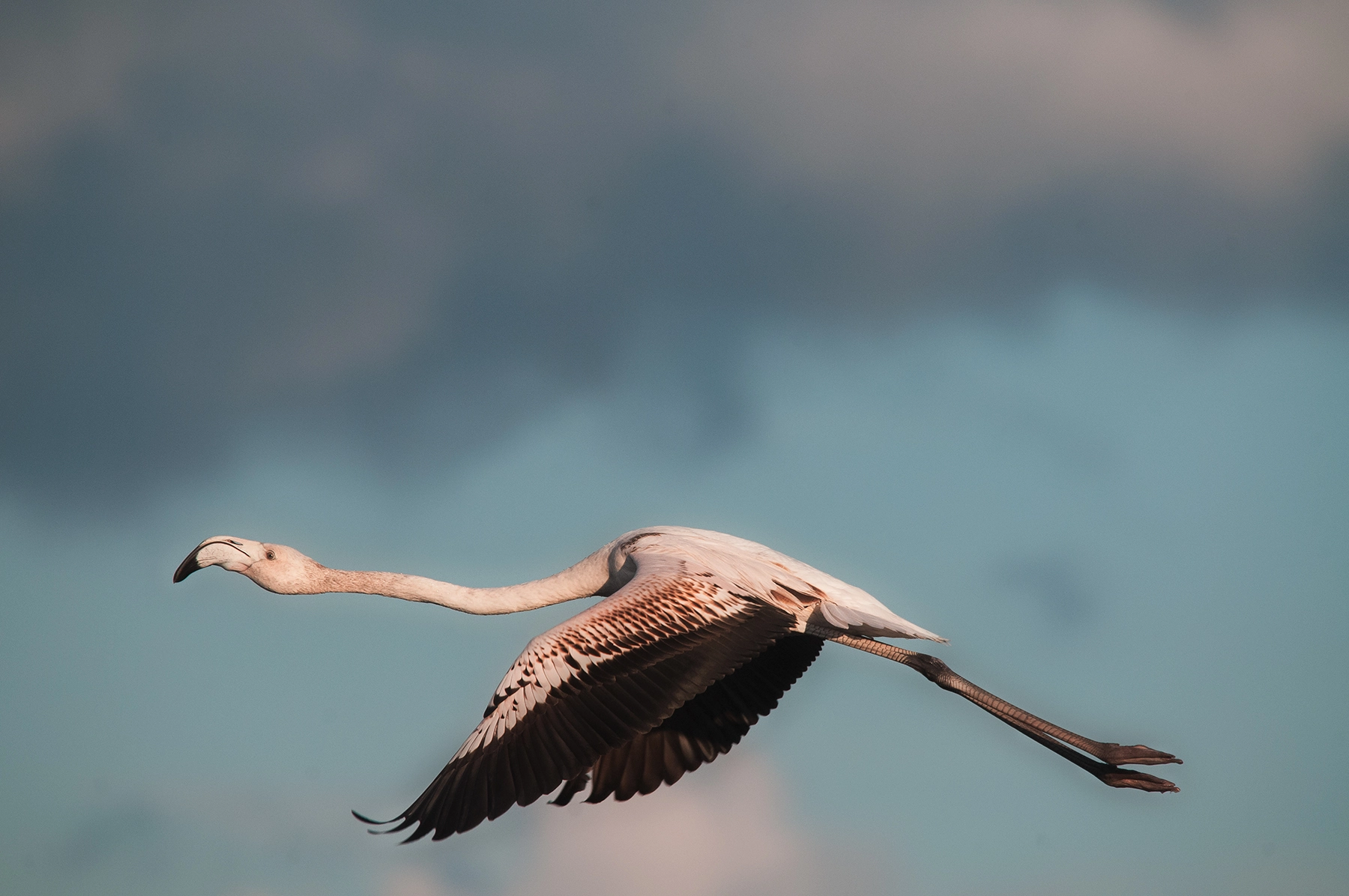 Sigma 150-500mm F5-6.3 DG OS HSM sample photo. Gtf_5341.jpg photography