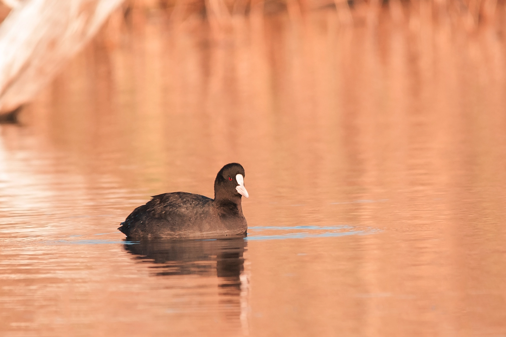 Sigma 150-500mm F5-6.3 DG OS HSM sample photo. Gtf_5787.jpg photography
