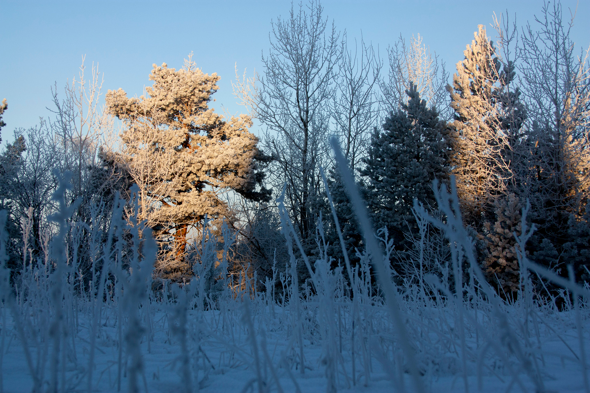 Canon EF 28-135mm F3.5-5.6 IS USM sample photo. Frosty photography