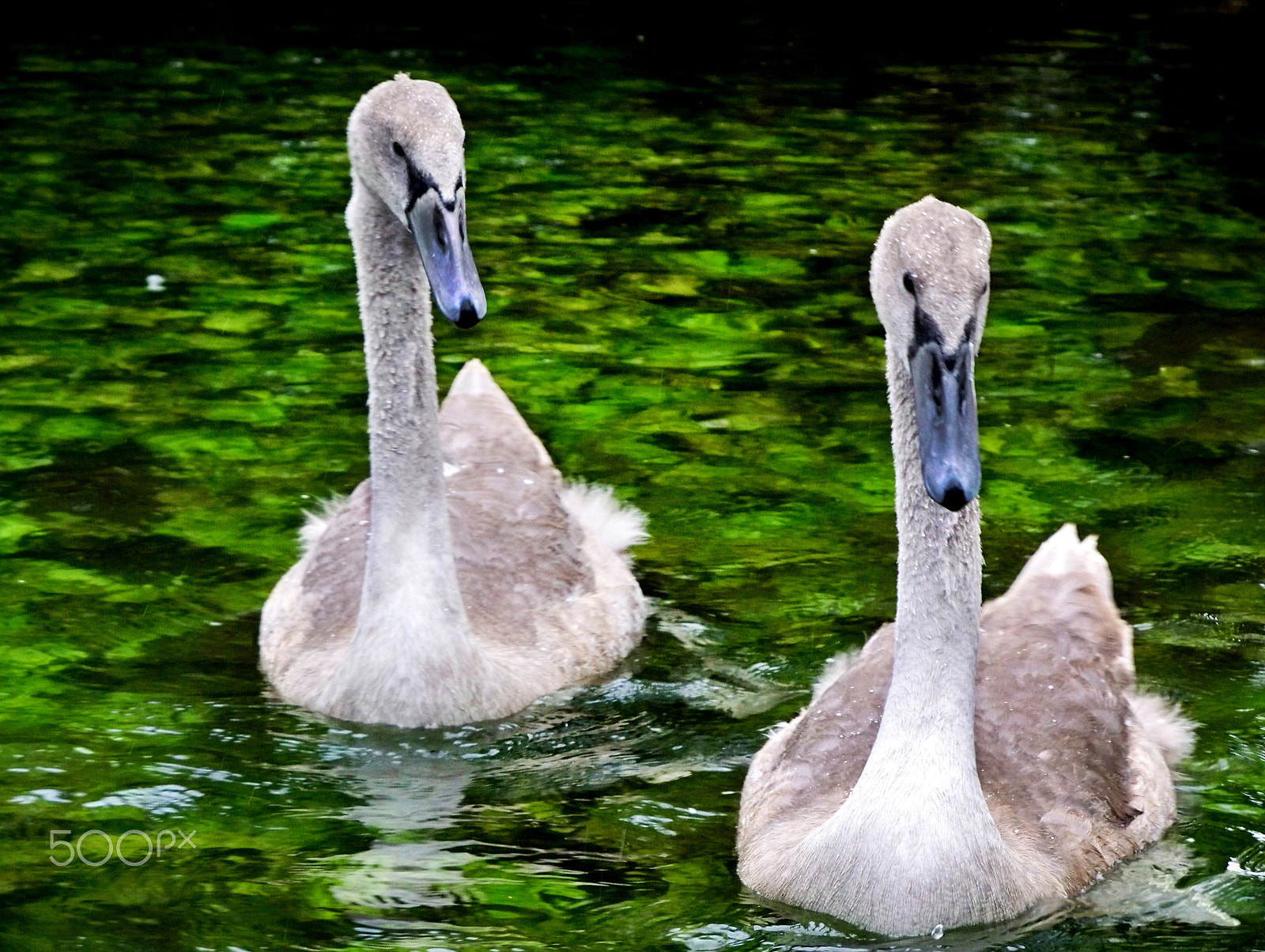 Kodak EASYSHARE Z950 DIGITAL CAMERA sample photo. The ugly duckling photography