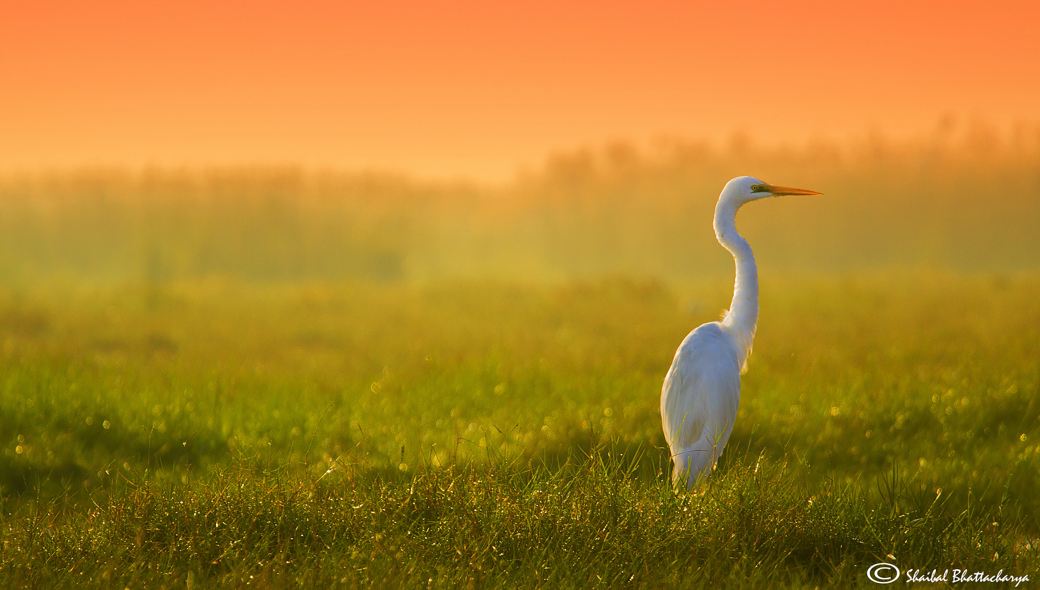 Canon EF 70-200mm F4L USM sample photo. Egret waiting in paradise. photography