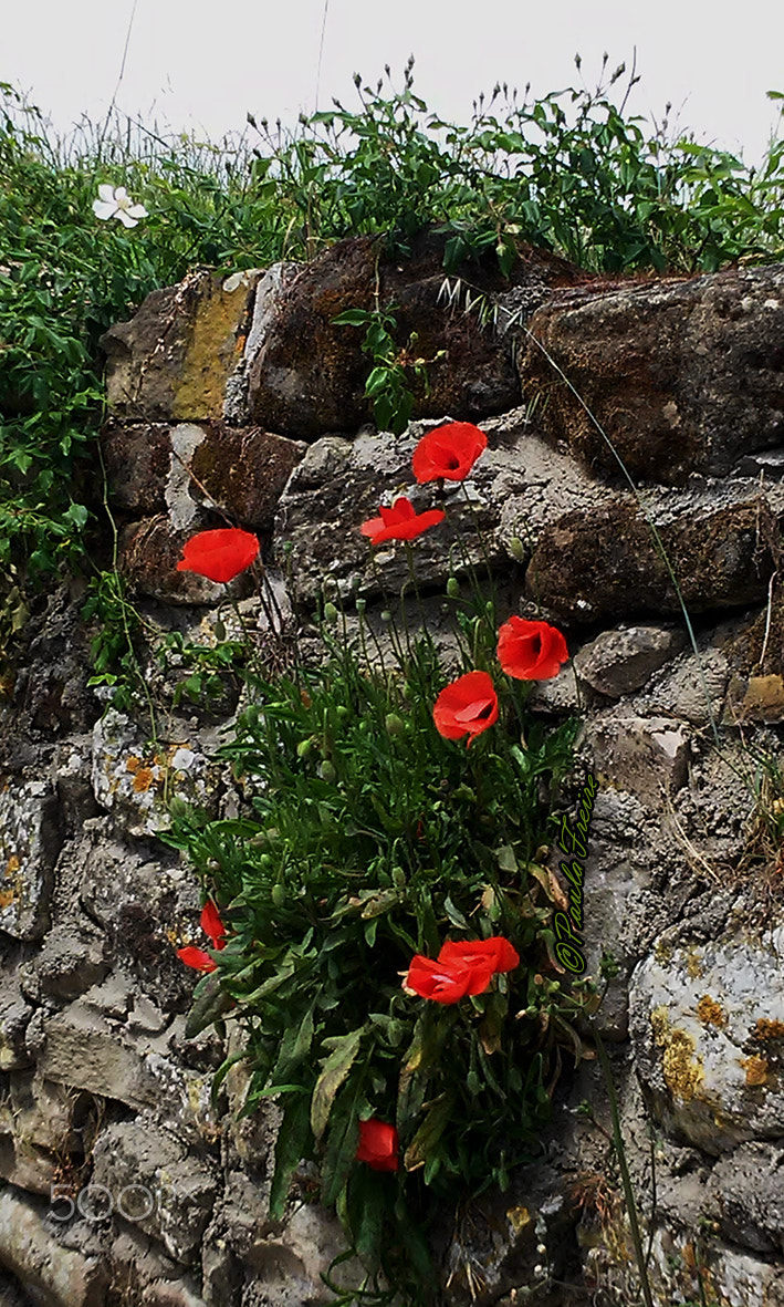 LG L Fino sample photo. Poppies photography