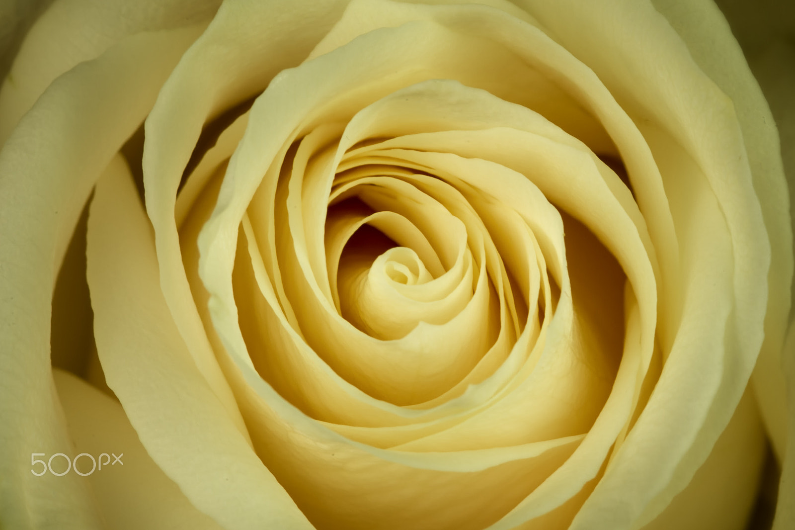 Sigma 105mm F2.8 EX DG Macro sample photo. Cream rose x photography