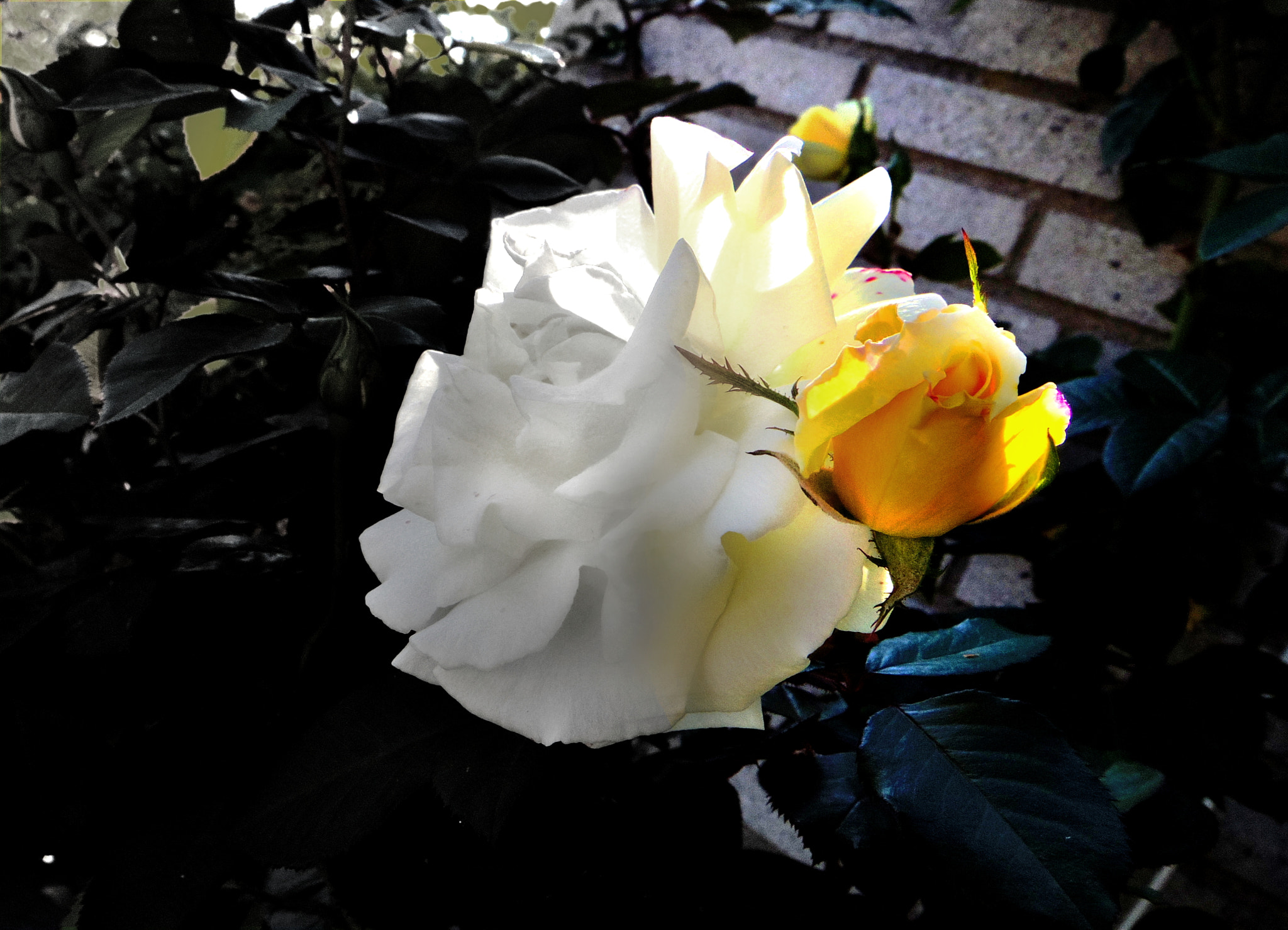 Pentax 02 Standard Zoom sample photo. Flower photography