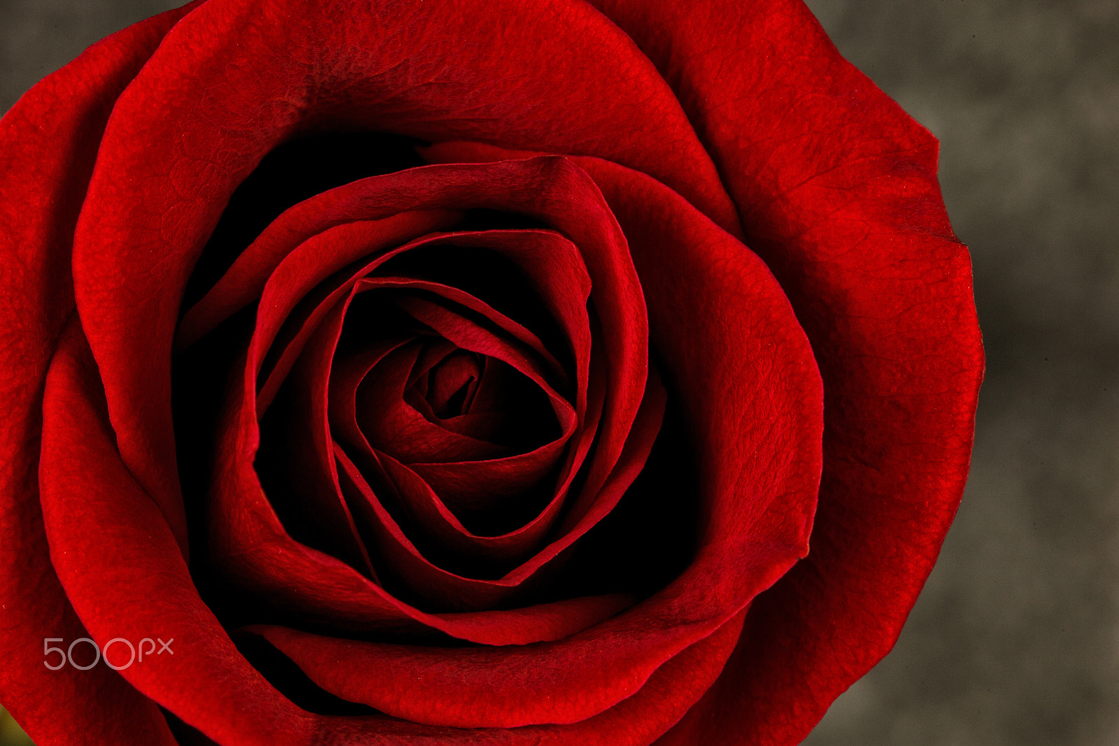 Sigma 105mm F2.8 EX DG Macro sample photo. Red rose photography
