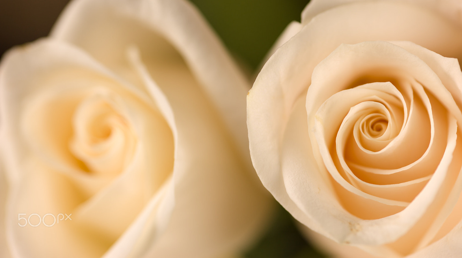 Sigma 105mm F2.8 EX DG Macro sample photo. Roses photography