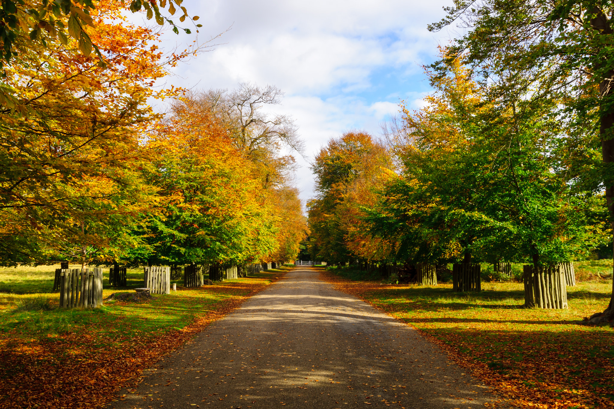 Sony SLT-A65 (SLT-A65V) sample photo. Path through autumn photography