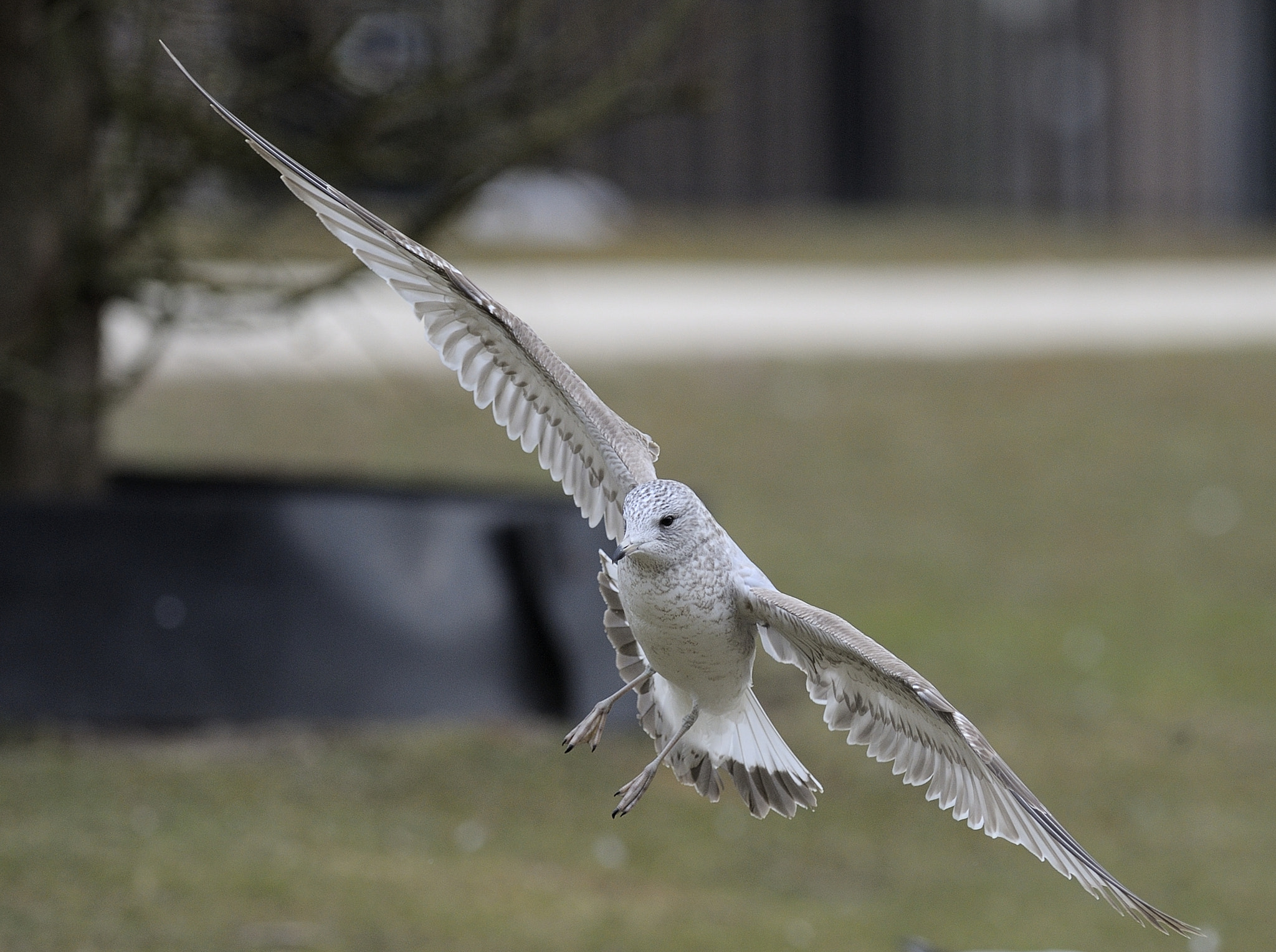 Nikon D3 sample photo. Spread your wings photography