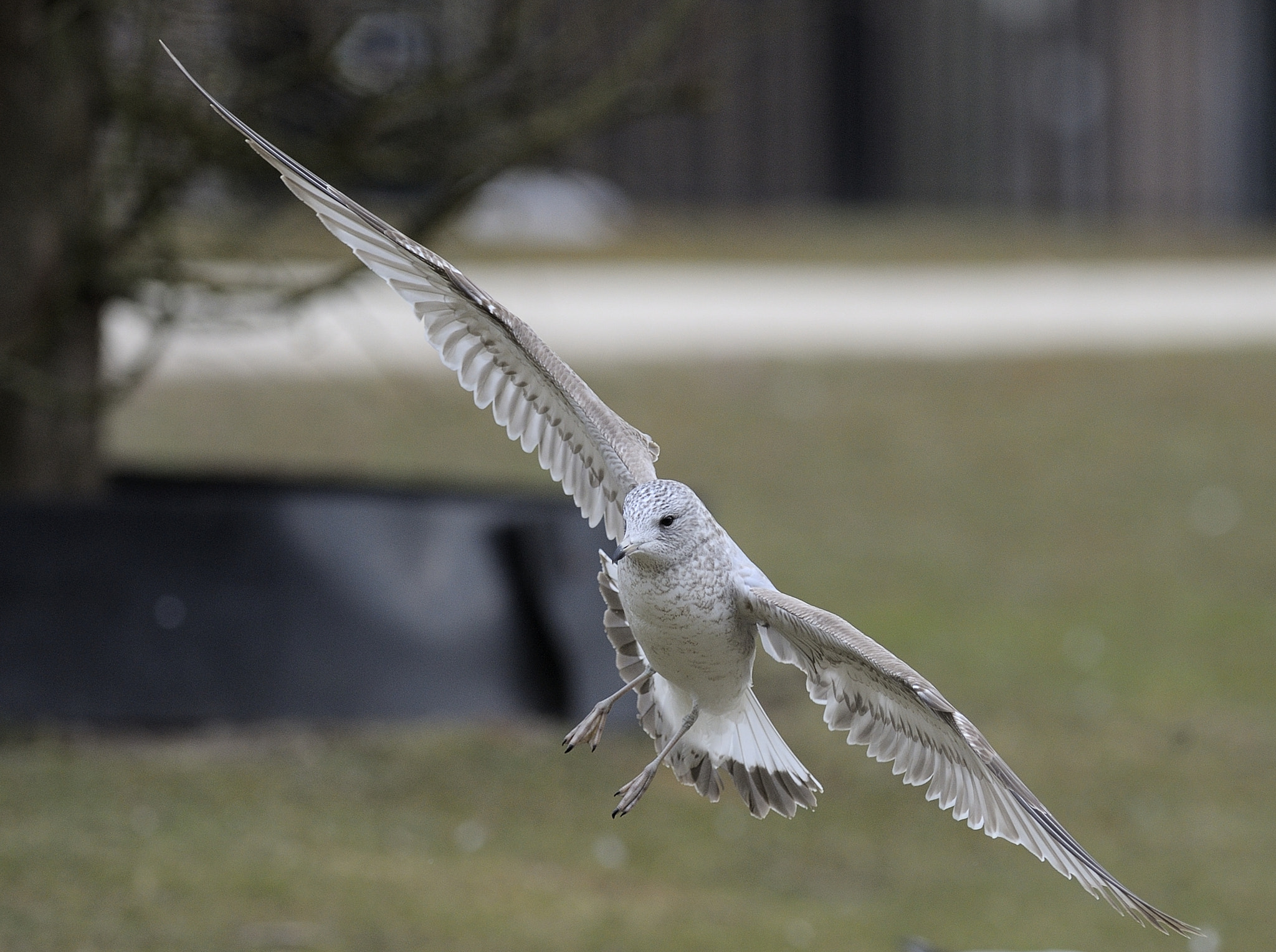 Nikon AF-S Nikkor 300mm F2.8G ED VR II sample photo. Spread your wings photography