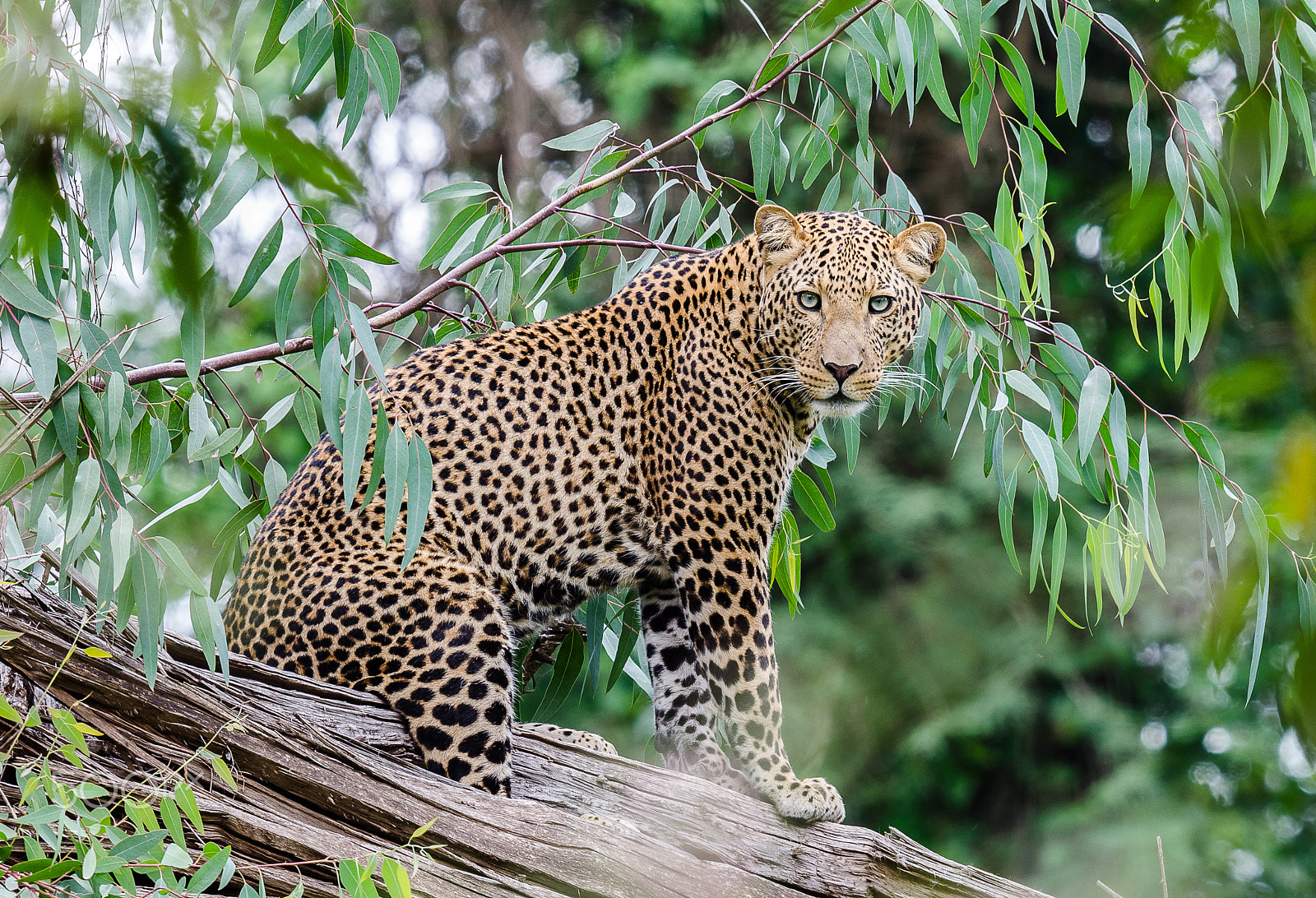 Nikon D7000 + Nikon AF-S Nikkor 600mm F4G ED VR sample photo. Arrogance photography