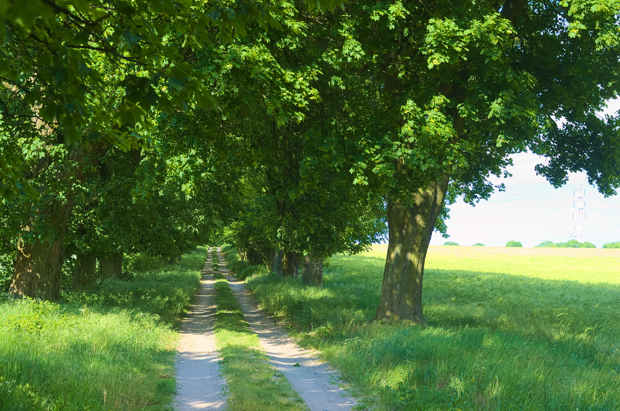 Pentax K-5 + smc PENTAX-FA Macro 50mm F2.8 sample photo. Road in wielkopolski park narodowy photography