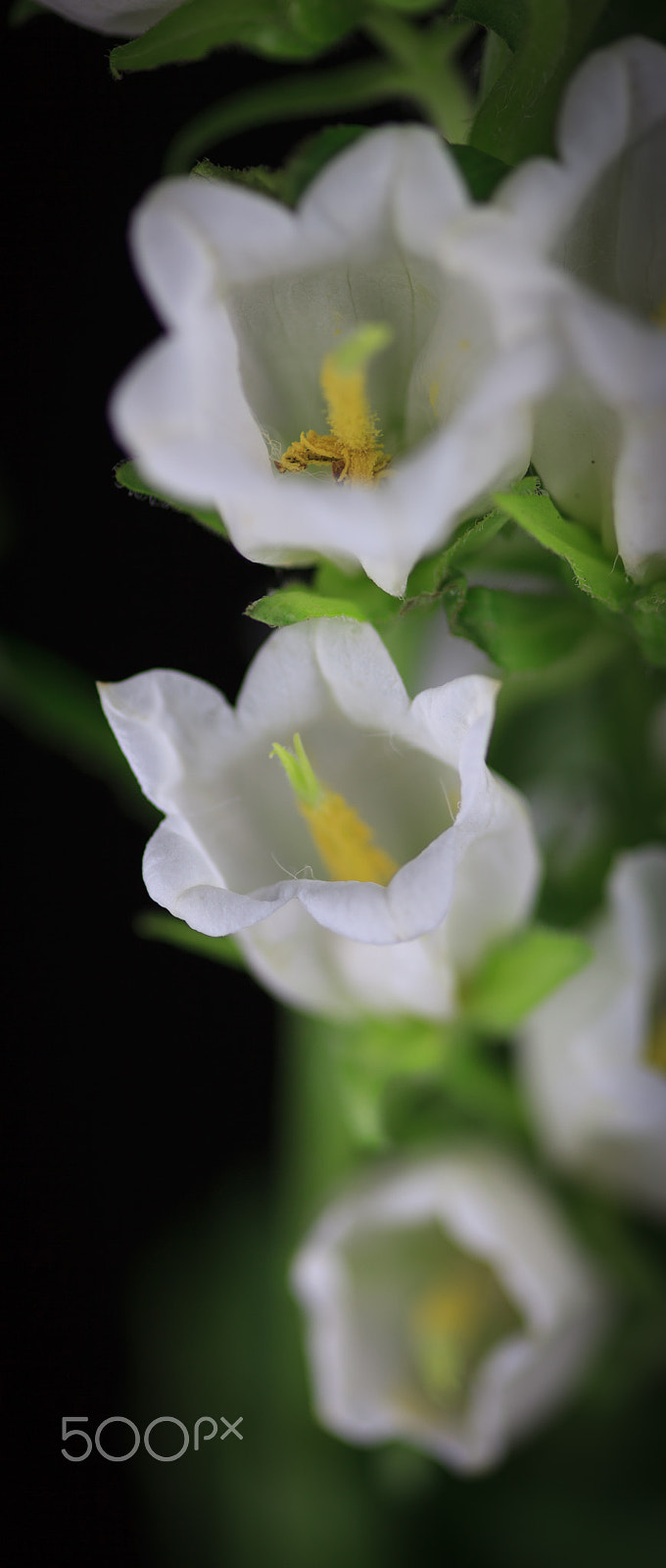 Sigma 105mm F2.8 EX DG Macro sample photo. White campanula photography