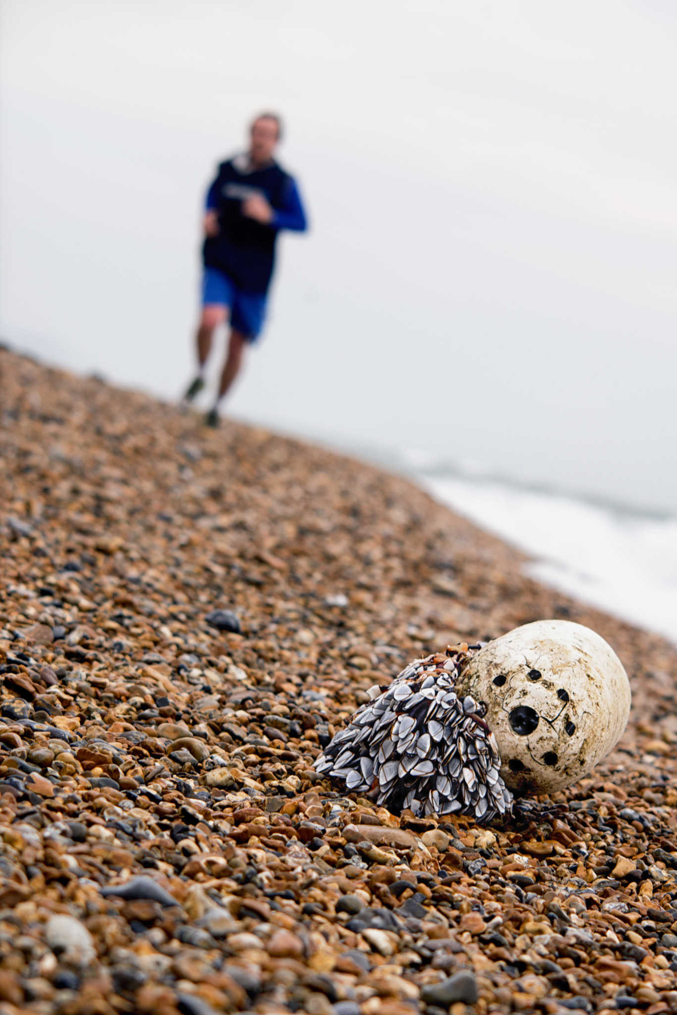 Nikon D610 + AF DC-Nikkor 135mm f/2D sample photo. Runner and goose barnacles on flotsam photography