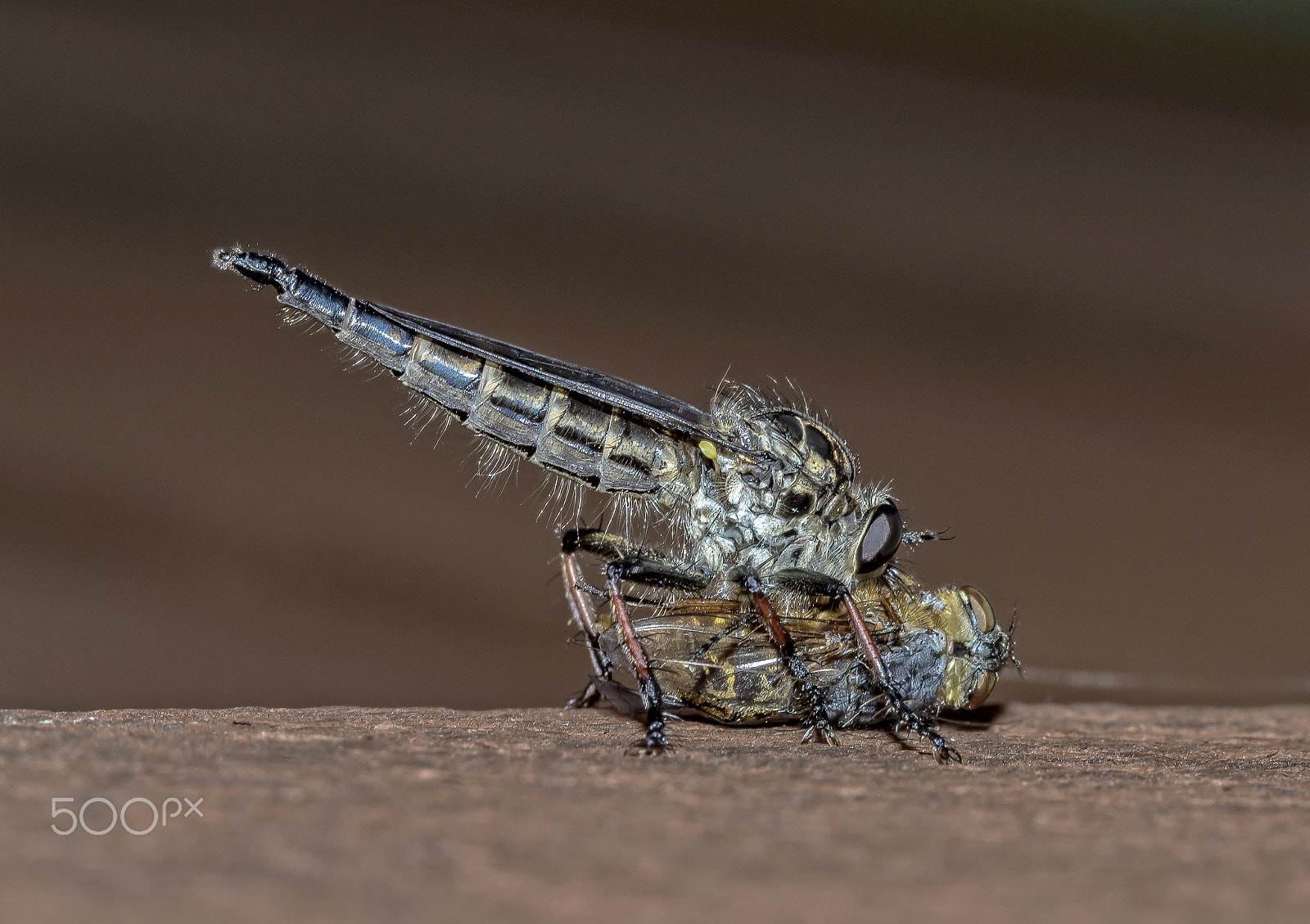 Canon EF 100mm F2.8 Macro USM sample photo. Robber fly photography