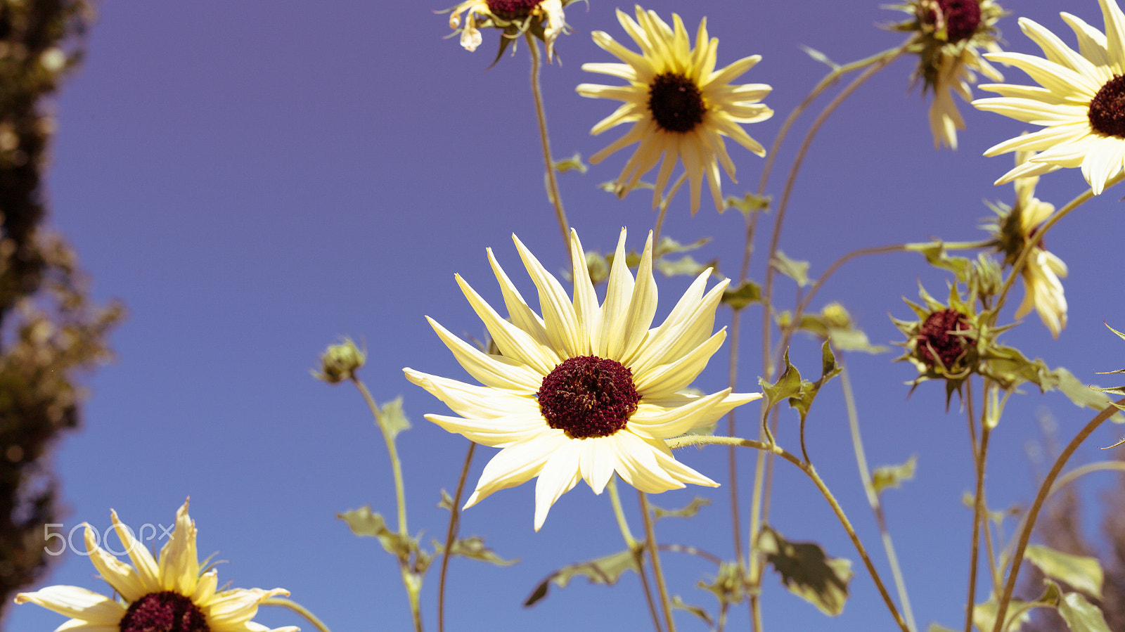 Sigma 50mm F1.4 EX DG HSM sample photo. Fall flowers photography