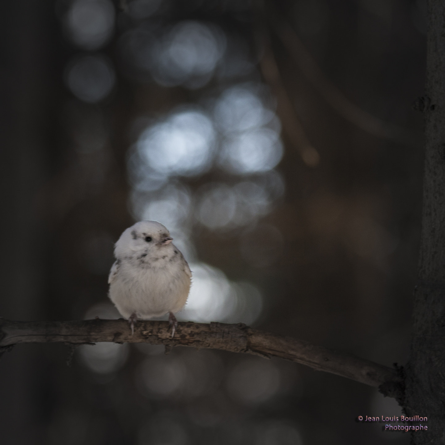 Canon EOS 30D + Canon EF 70-200mm F4L IS USM sample photo. Albinos bird photography