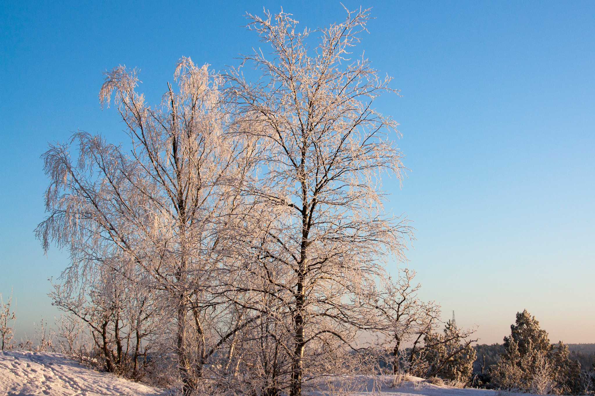 Canon EF 28-135mm F3.5-5.6 IS USM sample photo. Birch #1 photography