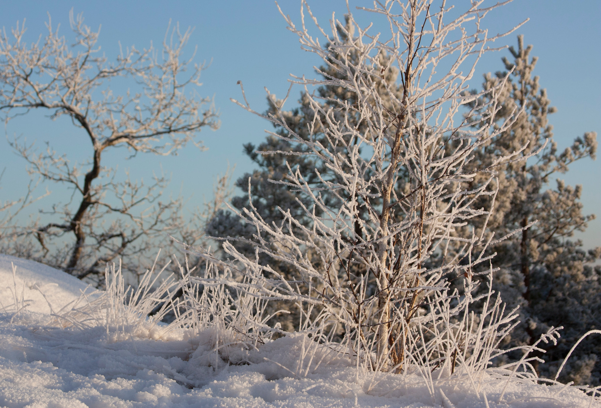 Canon EF 28-135mm F3.5-5.6 IS USM sample photo. Birch #2 photography