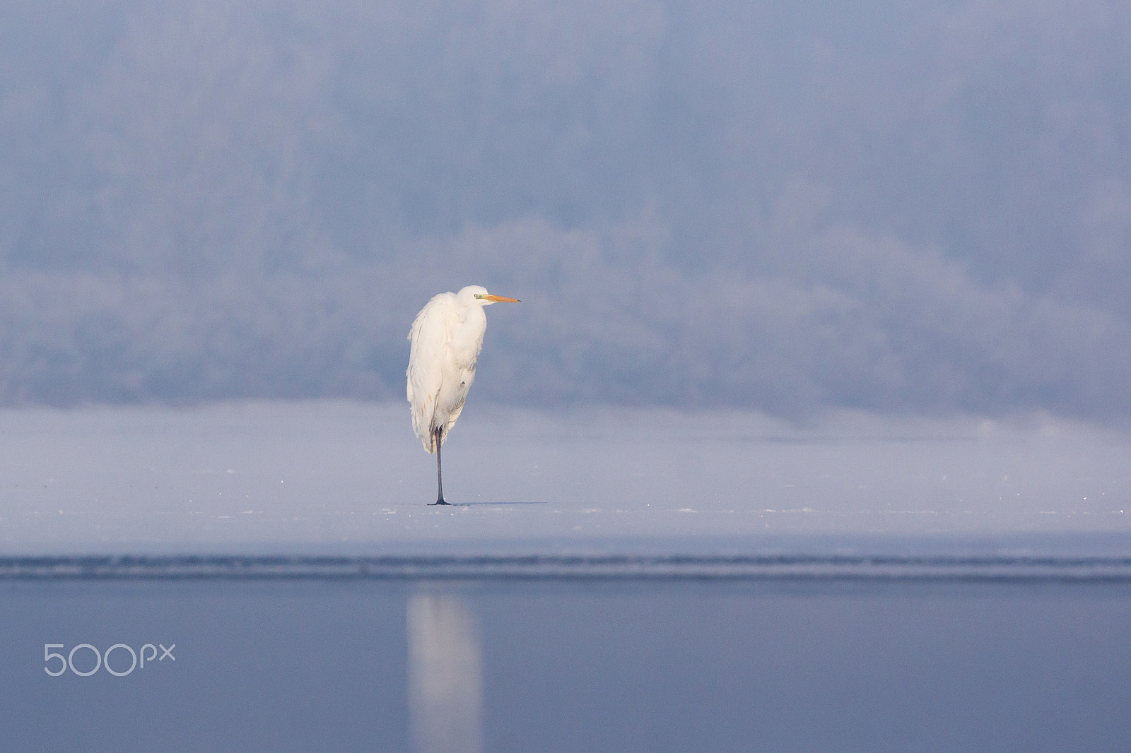 Tamron SP 70-300mm F4-5.6 Di USD sample photo. Great egret photography